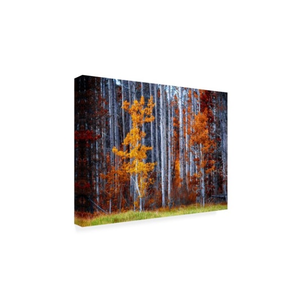 Vladimir Kostk 'Autumn Birches Forest' Canvas Art,18x24